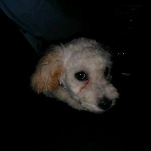 Meet your Posher, Bertha